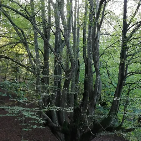 En El Parque Natural Del Gorbea, 2,3,4,5 Pax Lejlighed
